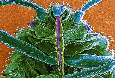 轻松的城市建设游戏《Lands of Koastalia》Steam页面上线 支持简体中文